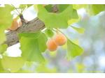 Japanese walnut tree (Ginkgo biloba)
